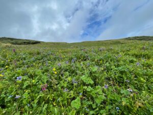 fauna and flora at Rudranath valley