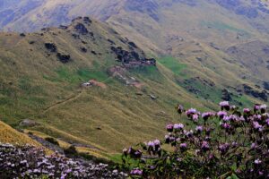 Meadows near Rudranath