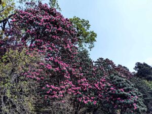 Rhododendron in the Himalayas