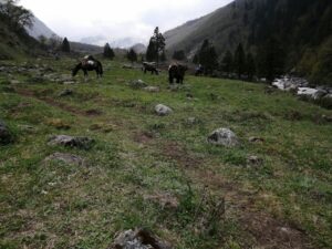 Mules grazing in meadows.