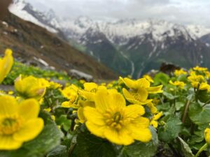 Wildflowers of Panpatia lap