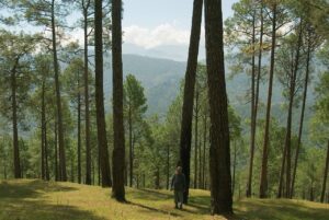 Dense pine