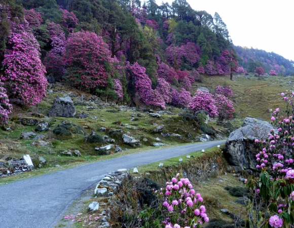 Indrahar Pass Trek (3N-4D; 6000/ head)