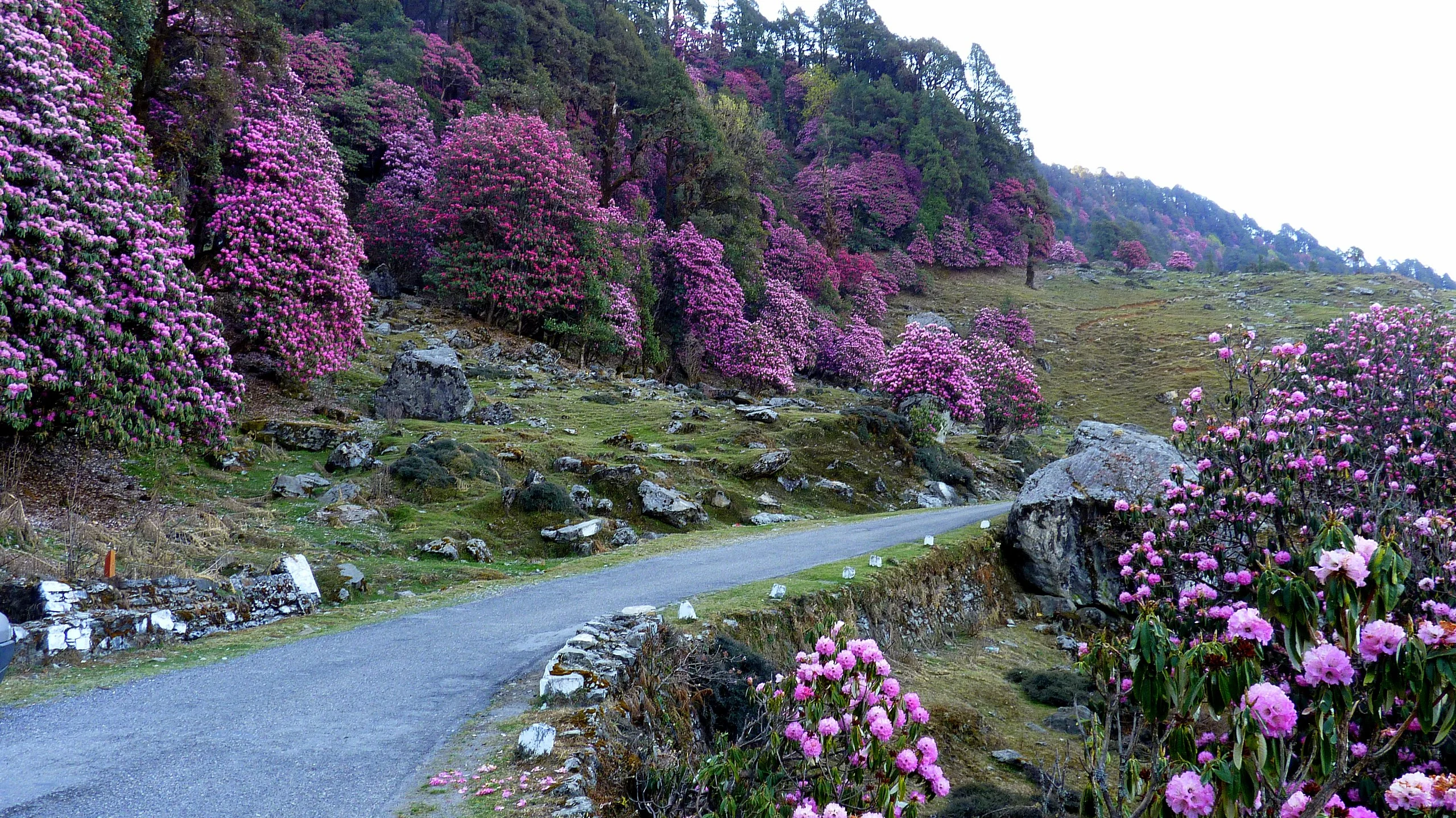 Indrahar Pass Trek (3N-4D; 6000/ head)