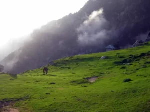 Triund Meadows