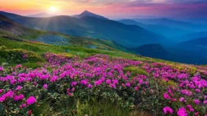 Valley of Flowers